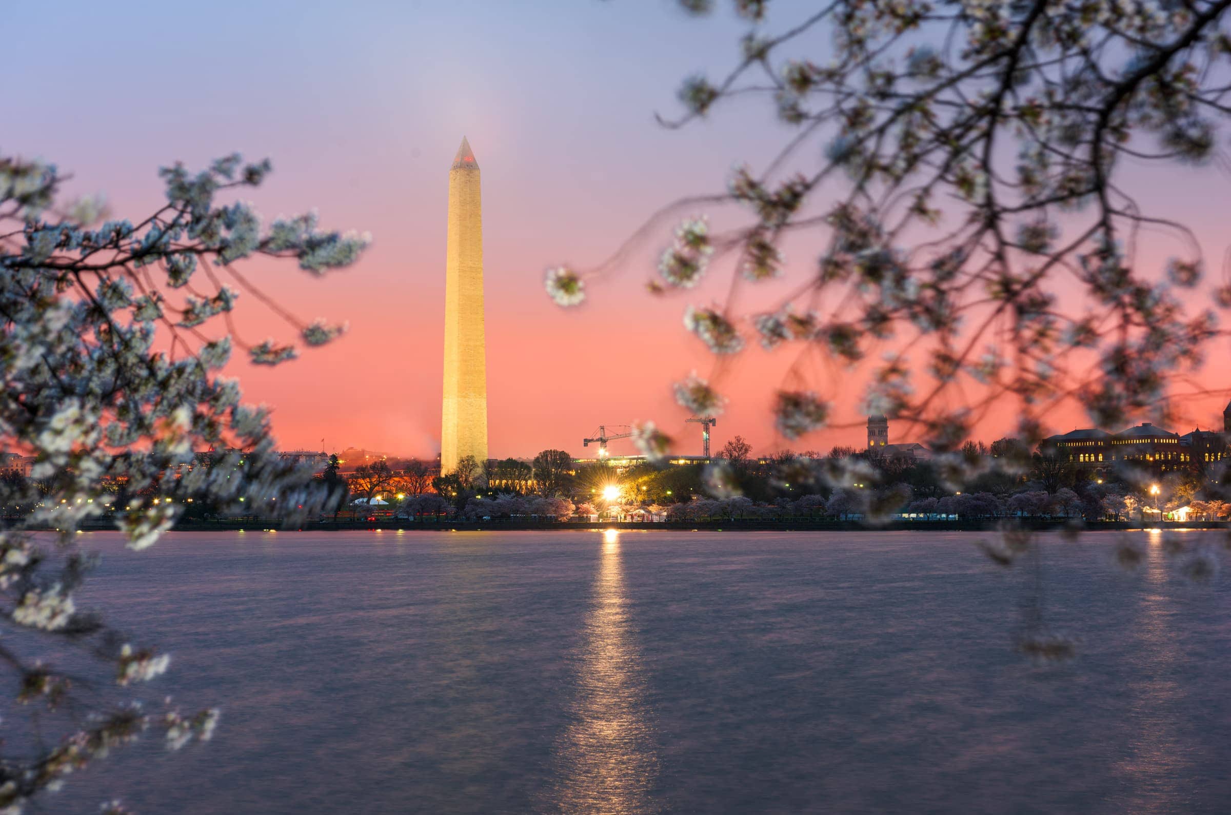 DC Tidal Bason Cherry Blossom